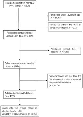 Association between blood urea nitrogen levels and diabetic retinopathy in diabetic adults in the United States (NHANES 2005-2018)